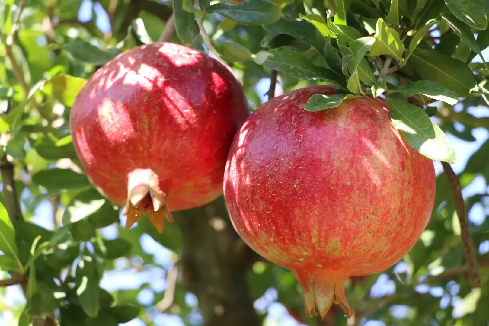 Hicaz Nar Fidanı - Görsel 5