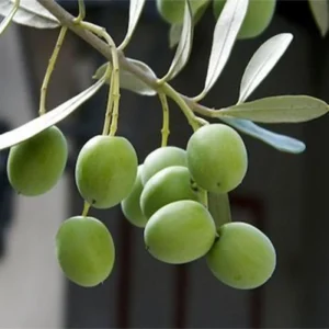 Hatay halhalı zeytin fidanı