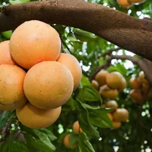 Rio Red Greyfurt Fidanı