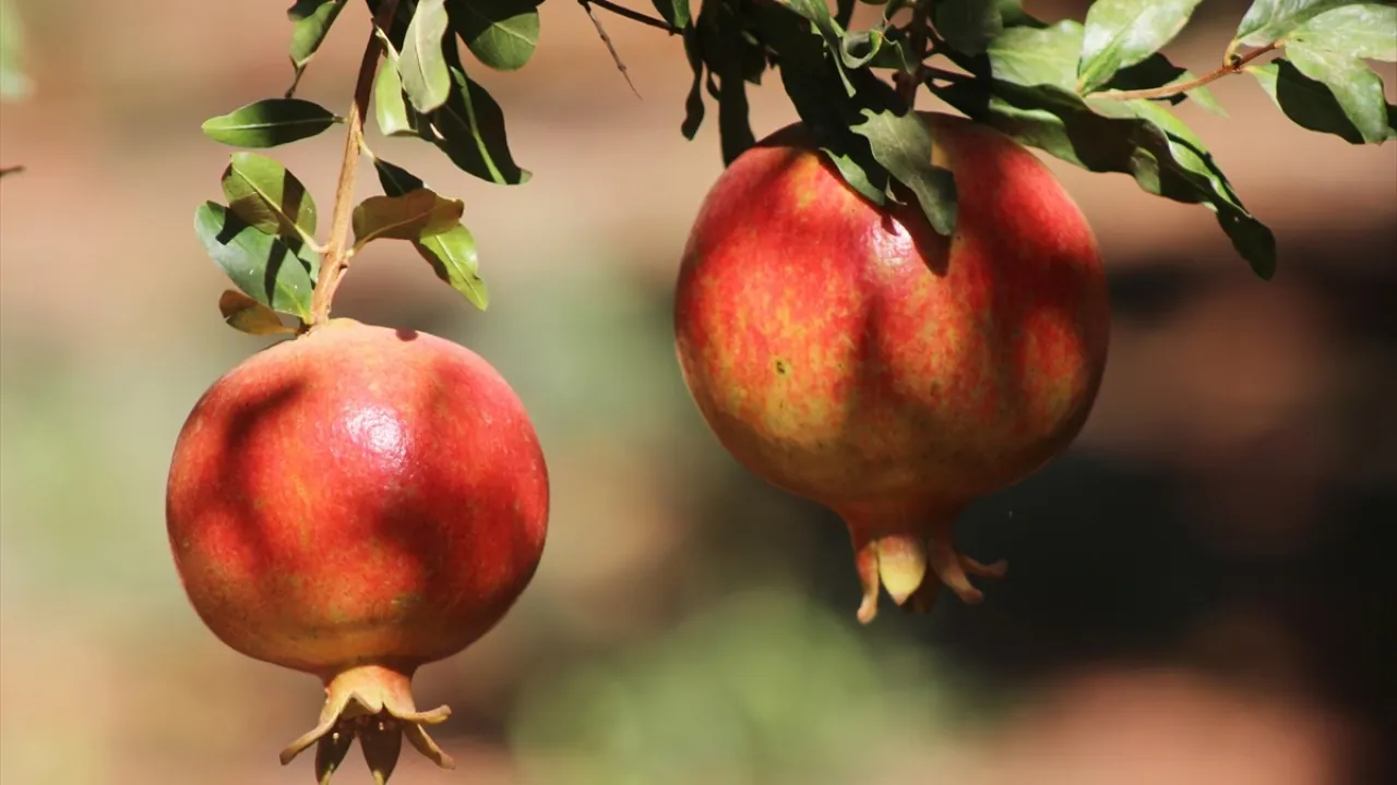 Hicaz Nar Fidanı - Görsel 4