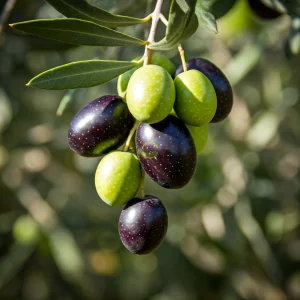 Gemlik Trilye Zeytin Fidanı