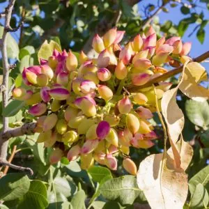 Tekin Fıstık Fidanı