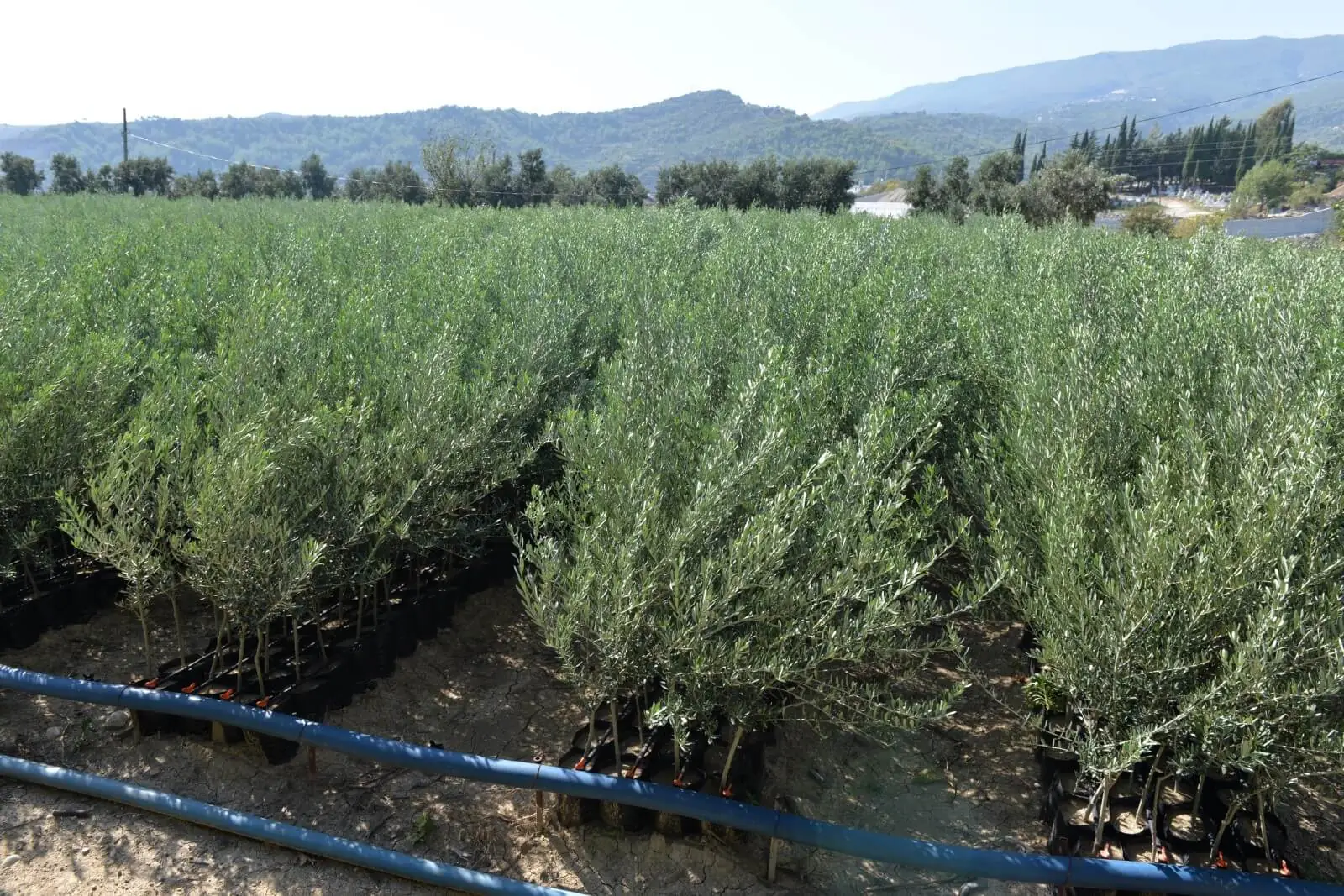 Gemlik Trilye Zeytin Fidanı - Görsel 2