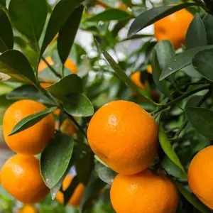 W.Murcott Mandarin Fidanı