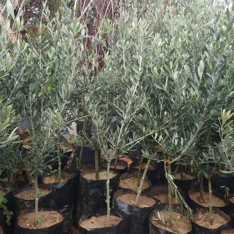 Gemlik Trilye Zeytin Fidanı - Görsel 4