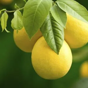 Interdonato Limon Fidanı