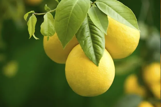 Interdonato Limon Fidanı