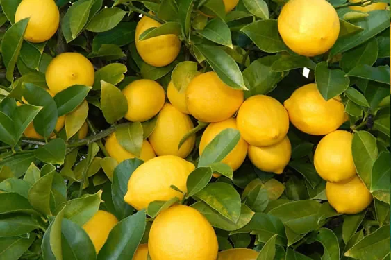 Interdonato Limon Fidanı - Görsel 3