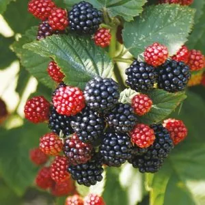 Loch Ness Böğürtlen Fidanı