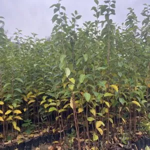 Rojo Brillante Hurma Fidanı