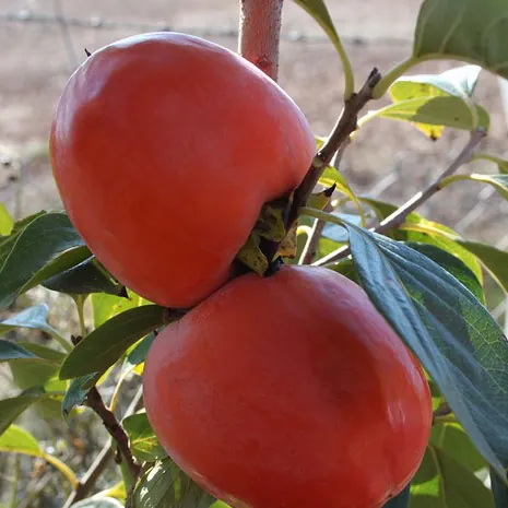 Rojo Brillante Hurma Fidanı - Görsel 2