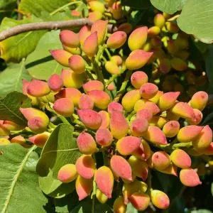 Uzun Fıstık Fidanı