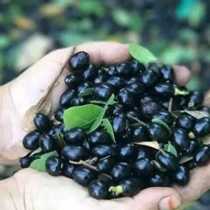 Defne Fidanı