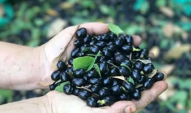 Defne Fidanı