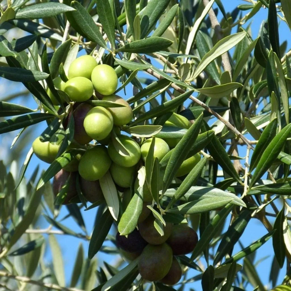 Manzalina Zeytin Fidanı