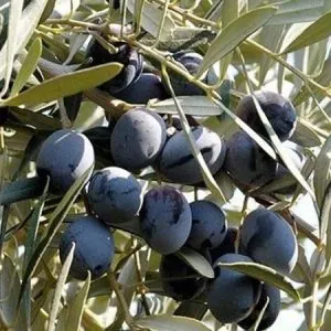 Gemlik zeytin fidanı