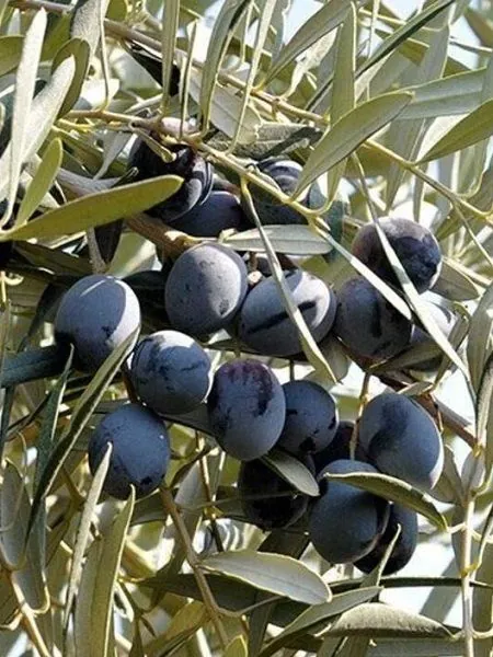 Gemlik zeytin fidanı